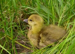 Greylag goose | Kuihi. Young gosling. Hortobágy, Hungary, Europe, April 2016. Image © Tamas Zeke by Tamas Zeke.