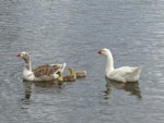 Greylag goose | Kuihi. Family. Waimanu Lagoon, Waikanae, October 2014. Image © Alan Tennyson by Alan Tennyson.