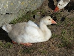 Greylag goose | Kuihi. Juvenile. Waimanu Lagoon, Waikanae, November 2014. Image © Alan Tennyson by Alan Tennyson.