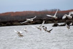 Greylag goose | Kuihi. Flock flying. Lake Ellesmere, June 2011. Image © Peter Reese by Peter Reese.