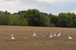 Greylag goose | Kuihi. Flock. Hawke's Bay, January 2013. Image © Peter Reese by Peter Reese.