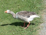 Greylag goose | Kuihi. Fledgling. Waimanu Lagoon, Waikanae, February 2015. Image © Alan Tennyson by Alan Tennyson.