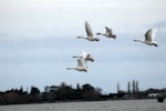 Greylag goose | Kuihi. 5 birds flying. Lake Ellesmere, June 2011. Image © Peter Reese by Peter Reese.