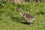 Greylag goose | Kuihi. Domestic pilgrim gosling. Katikati, October 2011. Image © Raewyn Adams by Raewyn Adams.