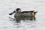 Pink-eared duck. Adult on water. Perth, April 2014. Image © Duncan Watson by Duncan Watson.