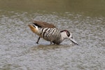 Pink-eared duck. Adult feeding. Laratinga Wetlands, South Australia, December 2017. Image © John Fennell by John Fennell.