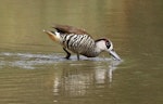 Pink-eared duck. Adult feeding. Laratinga Wetlands, December 2017. Image © John Fennell by John Fennell.