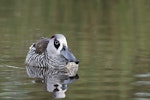 Pink-eared duck. Adult. Oaklands Reserve, South Australia, May 2016. Image © Craig Greer by Craig Greer.