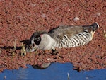 Pink-eared duck. Adult feeding amongst azolla. Canberra, Australia, May 2017. Image © R.M. by R.M..