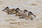 Pink-eared duck. Flock on the water. Western Treatment Plant, Werribee, December 2017. Image © Byron Chin by Byron Chin.