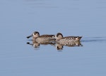 Pink-eared duck. Adult pair. Port Wakefield, South Australia, March 2017. Image © John Fennell by John Fennell.