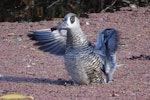 Pink-eared duck. Adult flapping wings. Canberra, Australia, May 2017. Image © R.M. by R.M..