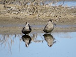 Pink-eared duck. Roosting adults. Lake Bindegolly, Queensland, Australia, April 2013. Image © Koos Baars by Koos Baars.