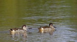 Pink-eared duck. Two adults on water. Melbourne, Australia, December 2008. Image © Sonja Ross by Sonja Ross.