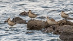 Pink-eared duck. Roosting flock. Western Treatment Plant, Werribee, December 2017. Image © Byron Chin by Byron Chin.