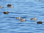 Pink-eared duck. Adults on water (with Australasian shovelers). Bibra Lake, Perth, West Australia, January 2015. Image © Steve Mansfield by Steve Mansfield.