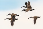 Pink-eared duck. Flock in flight. Western Treatment Plant, Werribee, December 2017. Image © Byron Chin by Byron Chin.