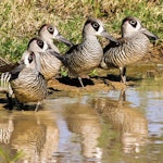 Pink-eared duck. Adults. Charleville QLD, March 2013. Image © Dick Jenkin by Dick Jenkin.