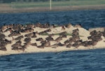 Pink-eared duck. Only New Zealand record (centre front), with other ducks and Caspian terns. Mangere, July 1990. Image © Alan Tennyson by Alan Tennyson.