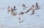 Pink-eared duck. Flock in flight. Western Treatment Plant, Werribee, Victoria, Australia, March 2013. Image © Sonja Ross by Sonja Ross.