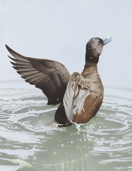 New Zealand blue-billed duck. New Zealand stiff-tailed duck (Oxyura vantetsi). Image 2006-0010-1/30 from the series 'Extinct birds of New Zealand'. Masterton, January 2005. Image © Purchased 2006. © Te Papa by Paul Martinson.