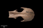 New Zealand blue-billed duck. Cranium, dorsal. Te Papa S.041197. Poukawa, Hawke's Bay. Image © Te Papa.