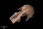 New Zealand blue-billed duck. Cranium, oblique. Te Papa S.041197. Poukawa, Hawke's Bay. Image © Te Papa.