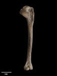 New Zealand blue-billed duck. Holotype (left humerus). Gift of the Hastings Cultural Centre, 1982. Specimen registration no.S.001081; image no. MA_I062017. Bed XII.2, Poukawa, November 1967. Image © Te Papa.