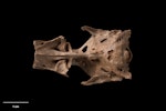 New Zealand blue-billed duck. Cranium, ventral. Te Papa S.041197. Poukawa, Hawke's Bay. Image © Te Papa.