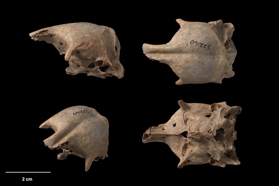 New Zealand musk duck. Composite image, four views of a cranium. Te Papa S.022160. Poukawa, Hawke's Bay. Image © Te Papa.