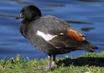 Paradise shelduck | Pūtangitangi. Adult male. Wanganui, August 2012. Image © Ormond Torr by Ormond Torr.