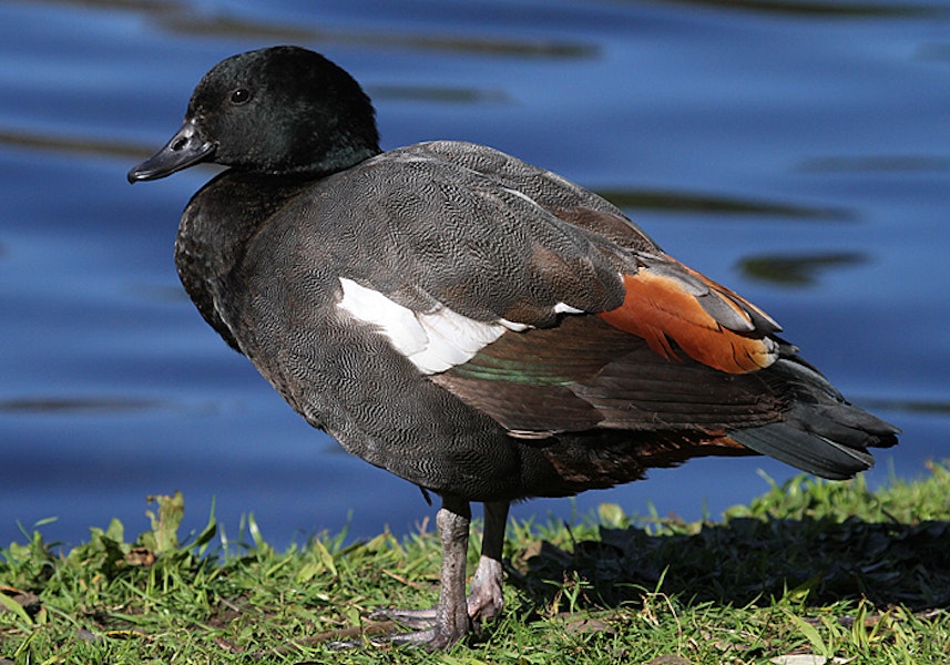 Paradise shelduck | Pūtangitangi. Adult male. Wanganui, August 2012. Image © Ormond Torr by Ormond Torr.