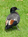 Paradise shelduck | Pūtangitangi. Adult male. Waiheke Island, October 2012. Image © Alan Tennyson by Alan Tennyson.