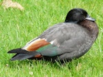 Paradise shelduck | Pūtangitangi. Adult male. Waiheke Island, October 2012. Image © Alan Tennyson by Alan Tennyson.