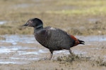 Paradise shelduck | Pūtangitangi. Male. Motueka coastal farmland, August 2017. Image © Rob Lynch by Rob Lynch.