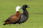 Paradise shelduck | Pūtangitangi. Adult pair (female in foreground). Western Springs, July 2018. Image © Oscar Thomas by Oscar Thomas.