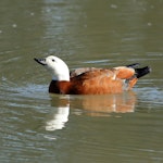 Paradise shelduck | Pūtangitangi. Female. Upper Moutere farm pond, July 2015. Image © Rob Lynch by Rob Lynch.