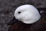 Paradise shelduck | Pūtangitangi. Close view of adult female head. Lake Taupo, January 2009. Image © Peter Reese by Peter Reese.