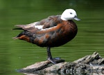 Paradise shelduck | Pūtangitangi. Adult female showing feather details. Wanganui, December 2008. Image © Ormond Torr by Ormond Torr.