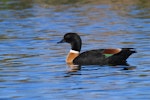 Chestnut-breasted shelduck. Adult male swimming. Lake Cargelligo, New South Wales, September 2019. Image © Brian O'Leary 2019 birdlifephotography.org.au by Brian O'Leary.