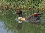 Chestnut-breasted shelduck. Adult male swimming. Herdsman Lake, Perth, Western Australia, September 2019. Image © Gary King 2020 birdlifephotography.org.au by Gary King.