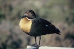 Chestnut-breasted shelduck. Adult male. Rottnest Island, Western Australia, July 1997. Image © Alan Tennyson by Alan Tennyson.