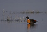 Chestnut-breasted shelduck. Adult male. Western Treatment Plant, Werribee, Victoria, Australia, August 2008. Image © Sonja Ross by Sonja Ross.