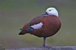 Paradise shelduck | Pūtangitangi. Adult female standing on one leg. Travis Wetland, Christchurch, June 2014. Image © Steve Attwood by Steve Attwood.