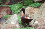 Chestnut-breasted shelduck. Adult female. Snares Islands, December 1984. Image © Colin Miskelly by Colin Miskelly.