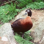 Chestnut-breasted shelduck. Adult female. Snares Islands, December 1984. Image © Colin Miskelly by Colin Miskelly.