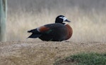 Chestnut-breasted shelduck. Adult female. Bungendore, New South Wales, Australia, June 2017. Image © RM by RM.