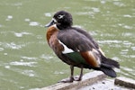 Chestnut-breasted shelduck. Captive female. Hamilton Zoo, October 2012. Image © Raewyn Adams by Raewyn Adams.