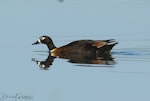 Chestnut-breasted shelduck. Adult female. Pukorokoro Miranda Shorebird Centre, January 2019. Image © David Rintoul by David Rintoul.