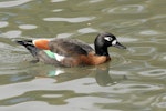 Chestnut-breasted shelduck. Adult female swimming. Cleland Wildlife Park, South Australia, March 2007. Image © Peter Gower 2012 birdlifephotography.org.au by Peter Gower.